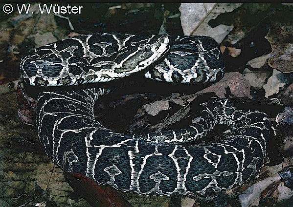  Bothrops alternatus ID = 