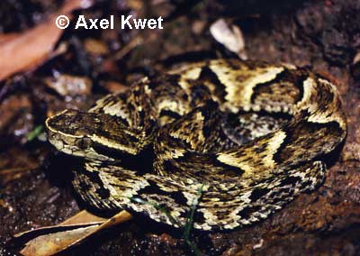  Bothrops jararaca ID = 