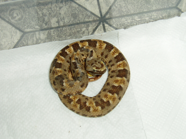  Bothrops mattogrossensis ID = 