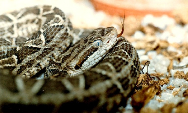  Bothrops neuwiedi diporus ID = 