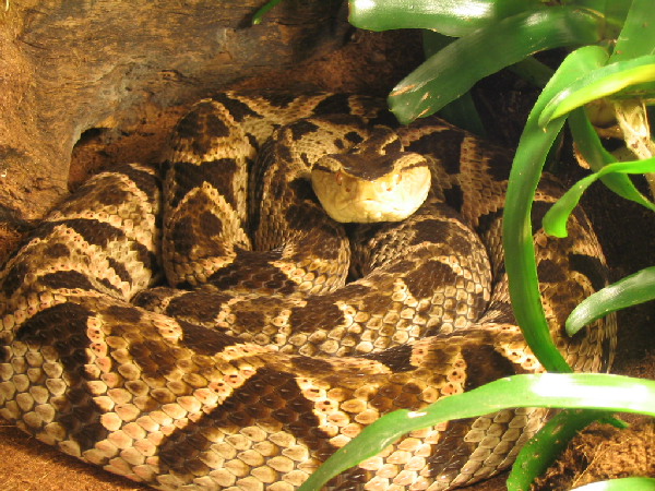  Bothrops asper ID = 