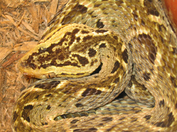  Bothrops asper ID = 