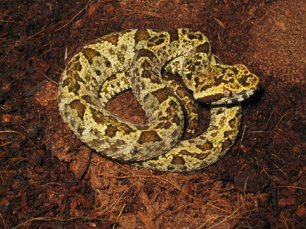 Bothrops venezuelensis ID = 