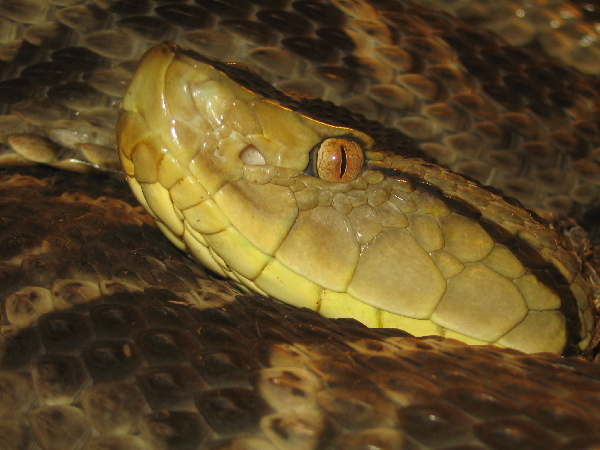  Bothrops asper ID = 