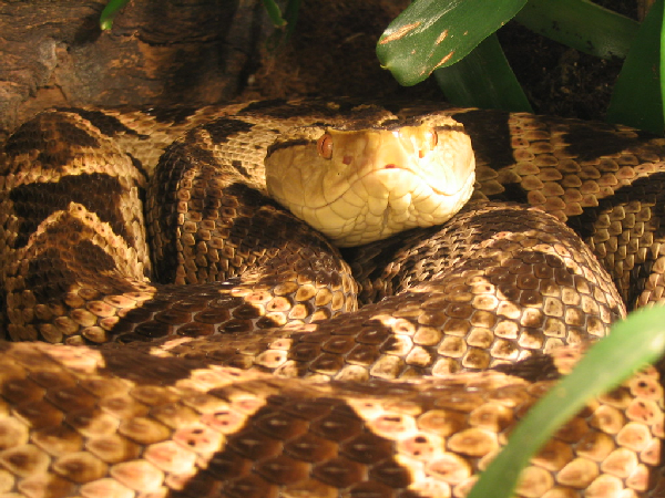  Bothrops asper ID = 