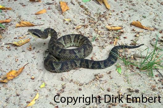  Bothrops andianus ID = 