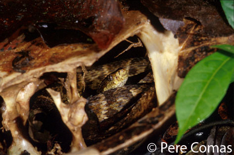  Bothrops atrox ID = 