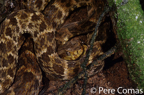  Bothrops atrox ID = 