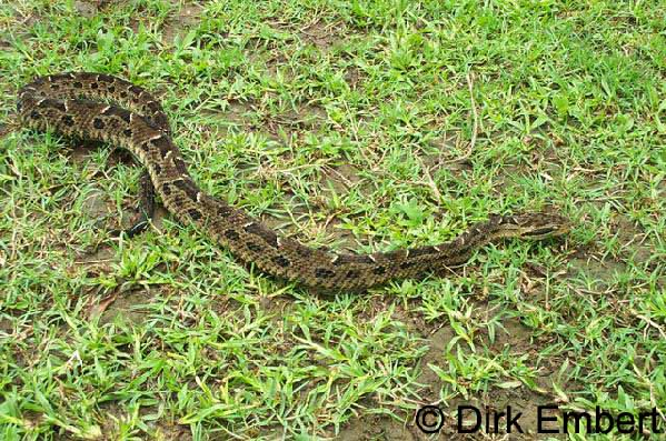  Bothrops neuwiedi ID = 