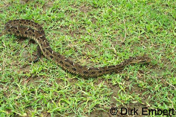  Bothrops neuwiedi ID = 