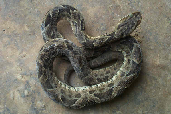  Bothrops neuwiedi bolivianus ID = 