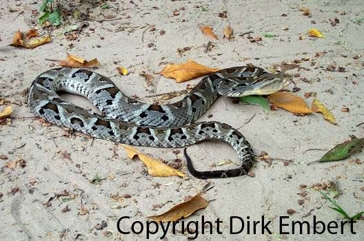  Bothrops sanctaecrucis ID = 