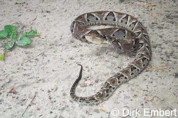  Bothrops sanctaecrucis ID = 