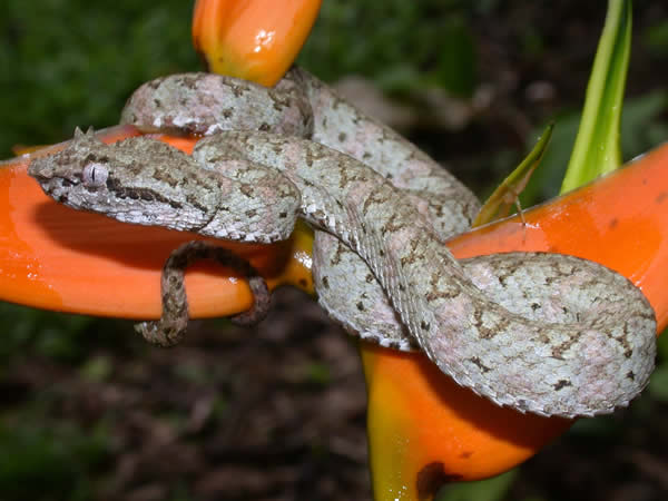  Bothriechis schlegelii ID = 