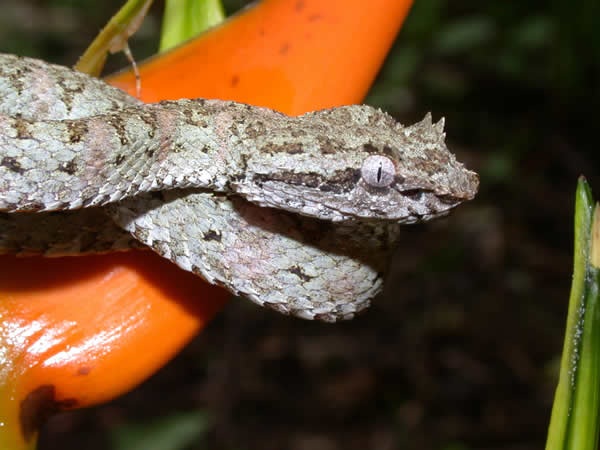  Bothriechis schlegelii ID = 