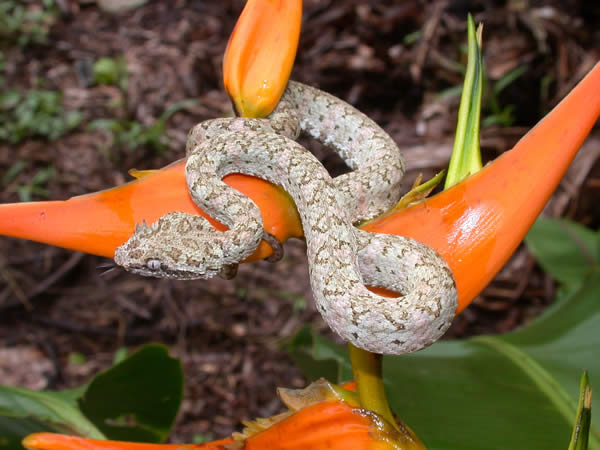  Bothriechis schlegelii ID = 