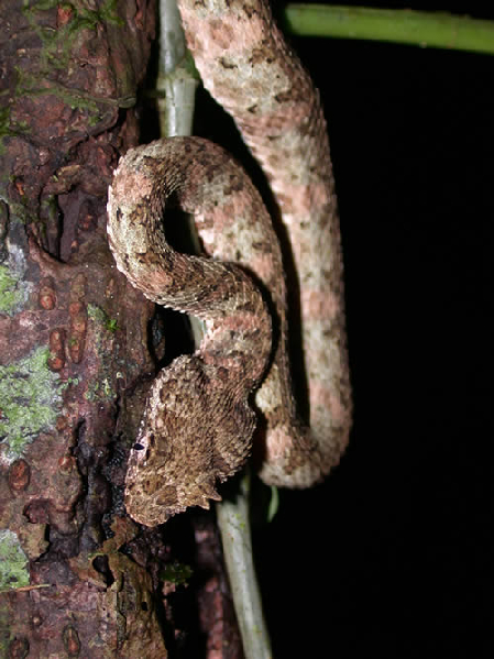  Bothriechis schlegelii ID = 