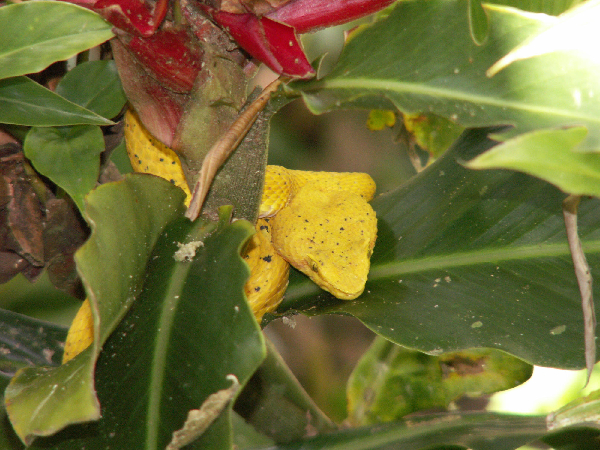  Bothriechis schlegelii ID = 