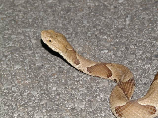  Agkistrodon contortrix contortrix ID = 
