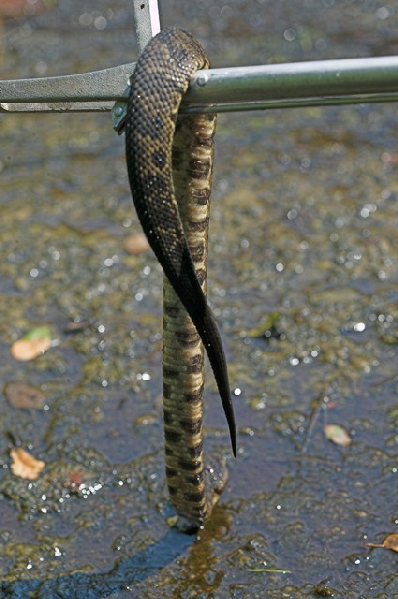  Agkistrodon piscivorus leucostoma ID = 