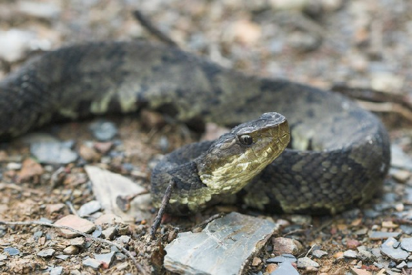  Agkistrodon piscivorus leucostoma ID = 