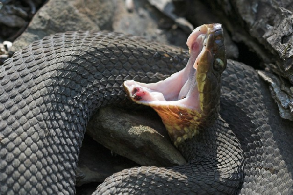  Agkistrodon piscivorus leucostoma ID = 