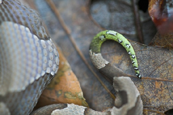  Agkistrodon contortrix contortrix ID = 