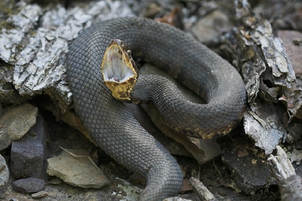  Agkistrodon piscivorus leucostoma ID = 