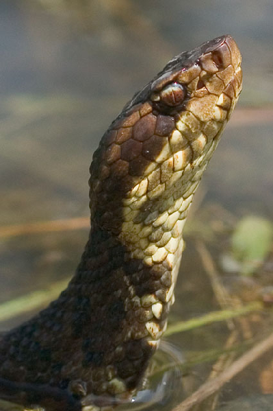  Agkistrodon piscivorus leucostoma ID = 