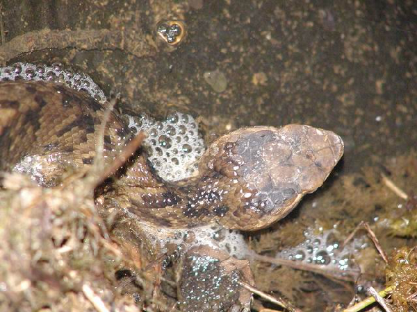  Agkistrodon piscivorus leucostoma ID = 