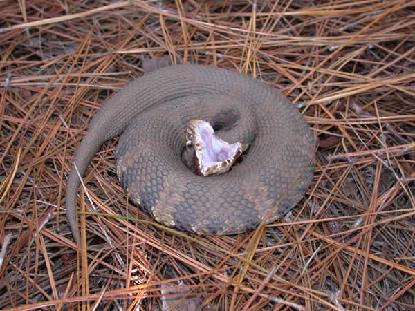  Agkistrodon piscivorus piscivorus ID = 