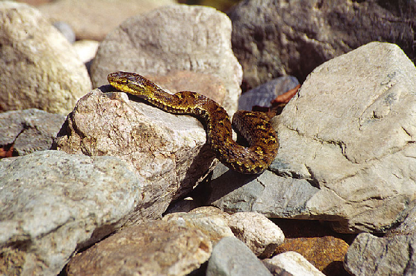  Agkistrodon blomhoffi ID = 