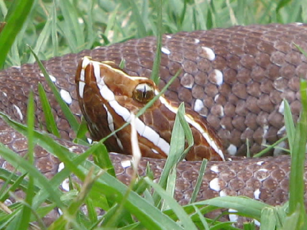  Agkistrdon bilineatus bilineatus ID = 