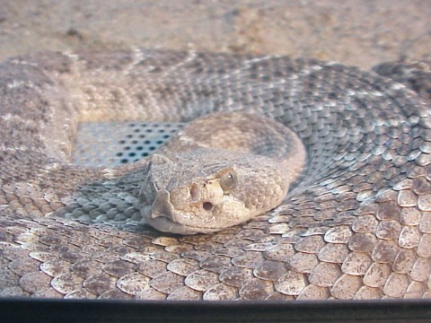  Crotalus atrox ID = 