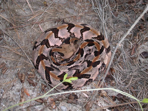  Crotalus horridus atricaudatus ID = 