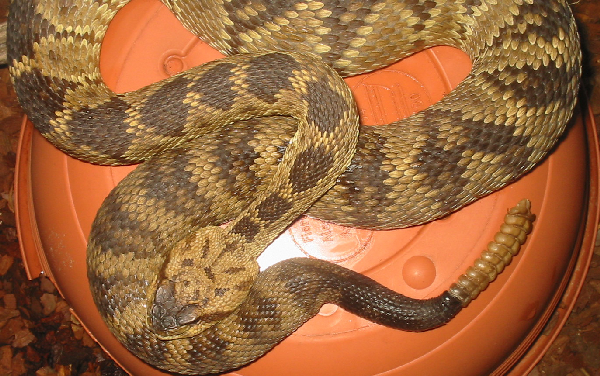  Crotalus molossus molossus ID = 