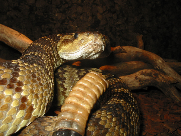  Crotalus molossus molossus ID = 