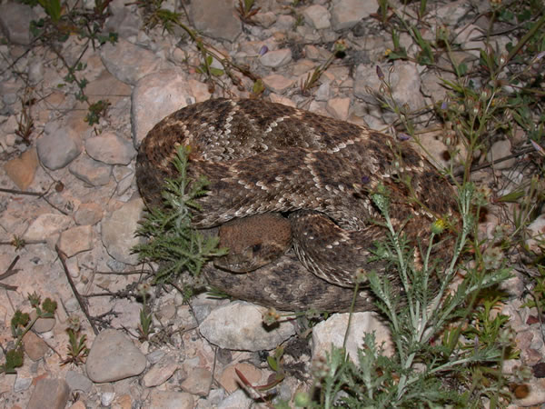  Crotalus atrox ID = 