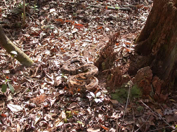  Crotalus horridus atricaudatus ID = 