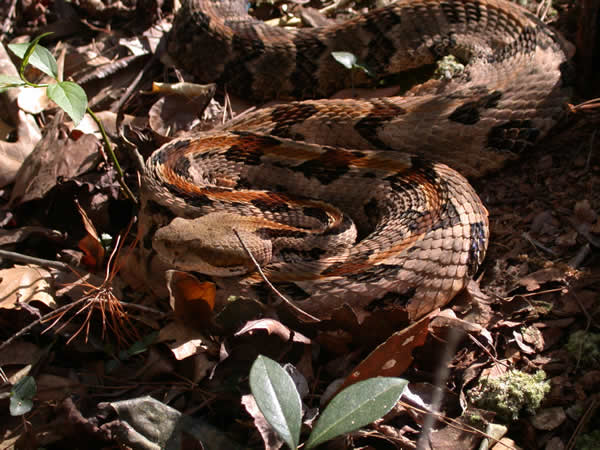  Crotalus horridus atricaudatus ID = 