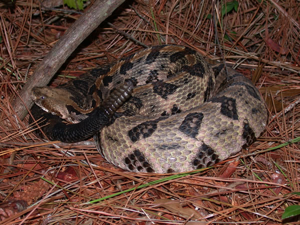  Crotalus horridus atricaudatus ID = 