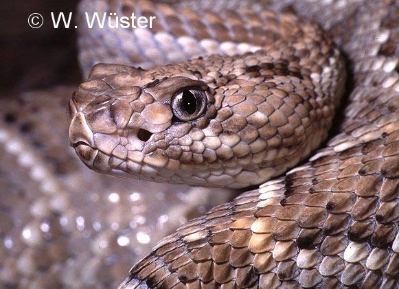  Crotalus durissus unicolor ID = 