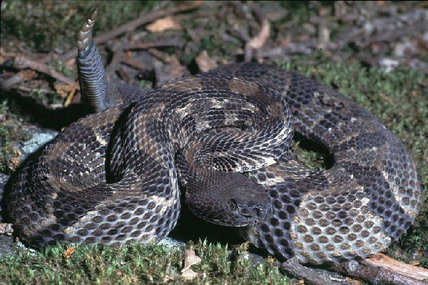  Crotalus horridus ID = 