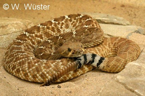  Crotalus ruber ID = 