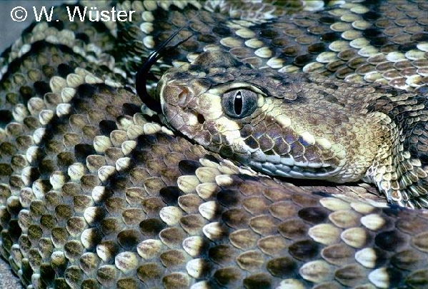  Crotalus scutulatus ID = 