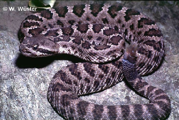  Crotalus viridis cerberus ID = 