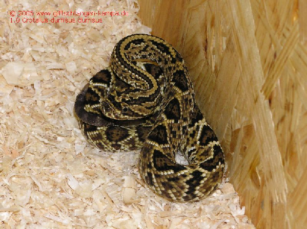  Crotalus durrisus durrisus ID = 