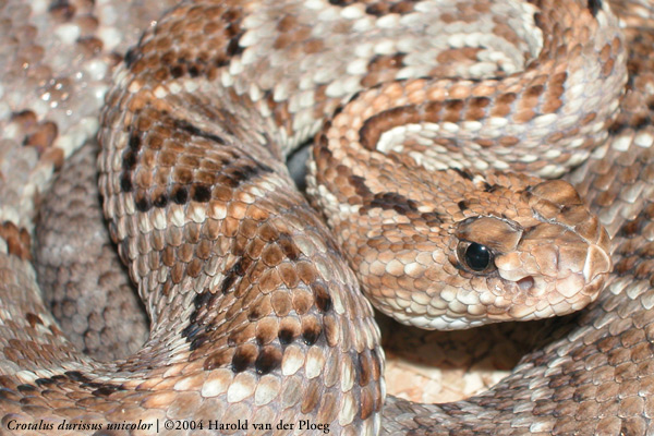  Crotalus durissus unicolor ID = 