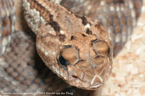  Crotalus durissus unicolor ID = 