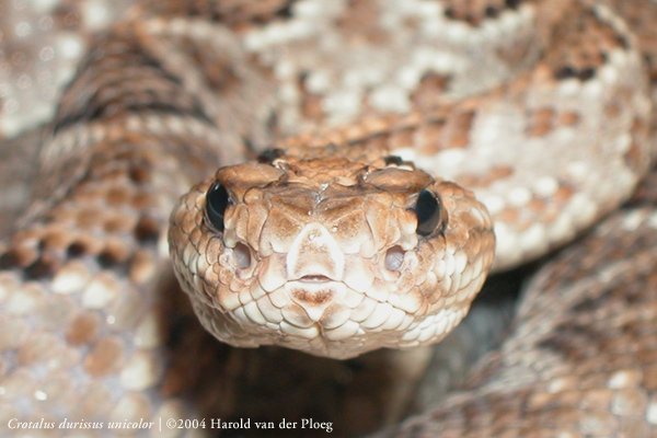  Crotalus durissus unicolor ID = 